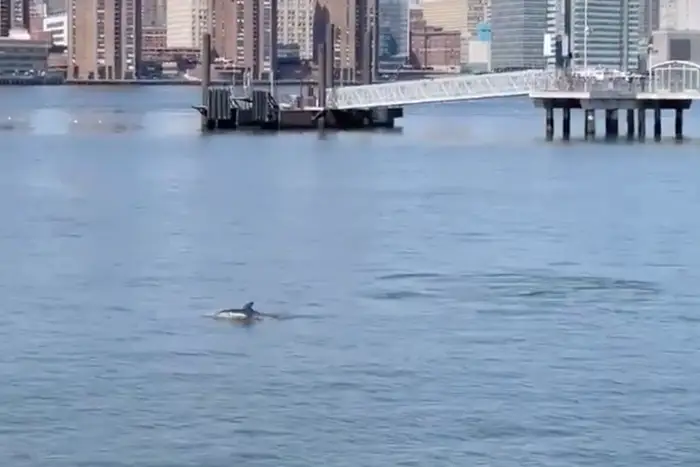 A dolphin spotted in the East River on March 23rd, 2021.
